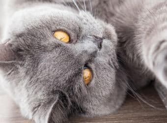 Easing the Ache: Understanding Arthritis in Cats