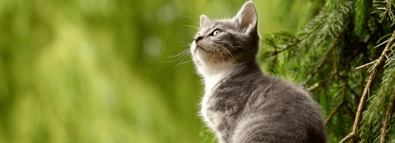 Rancho Palos Verdes California Veterinarians