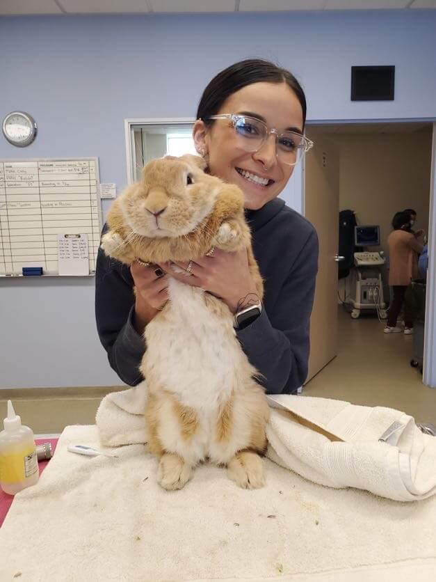 Rabbit-Health-Dental