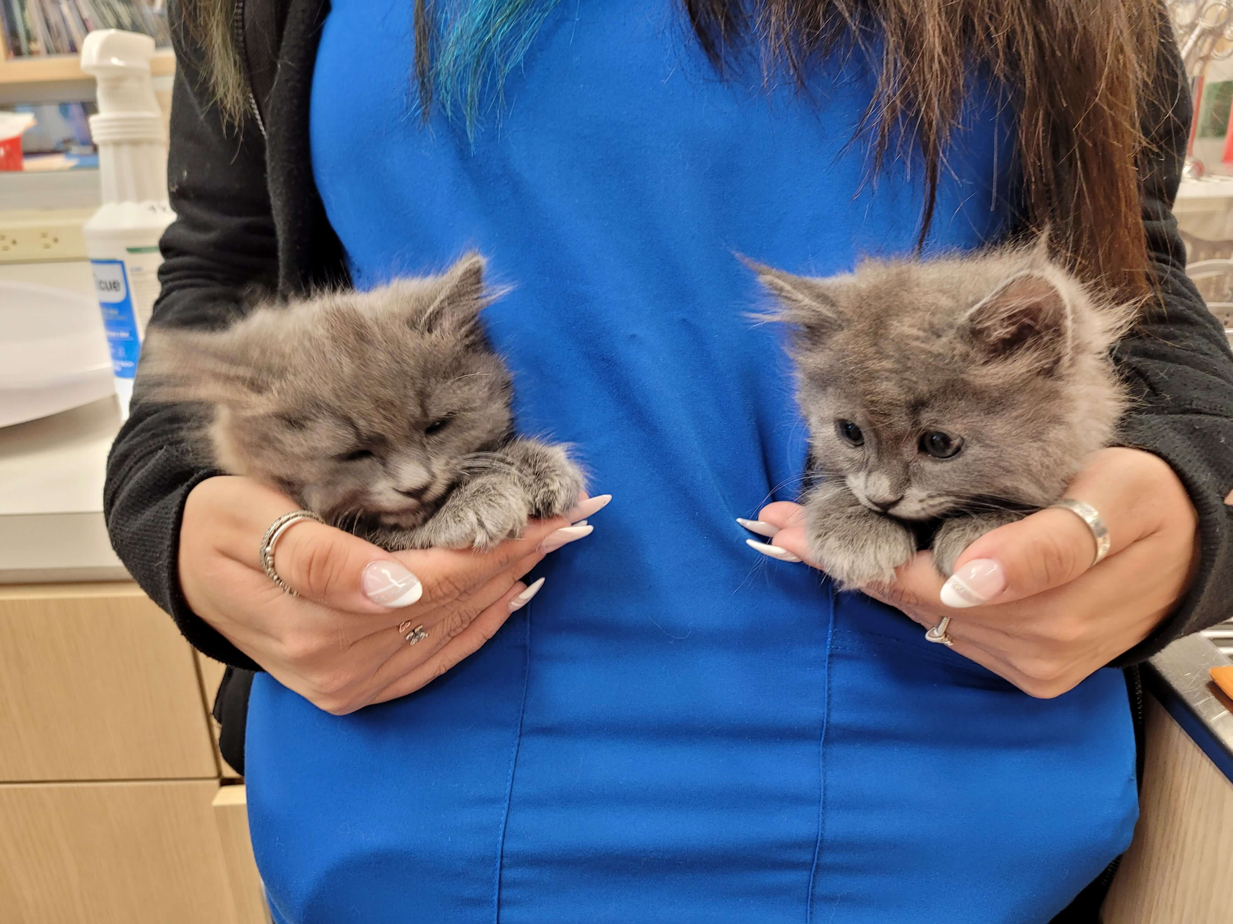 Kitten-in-pockets