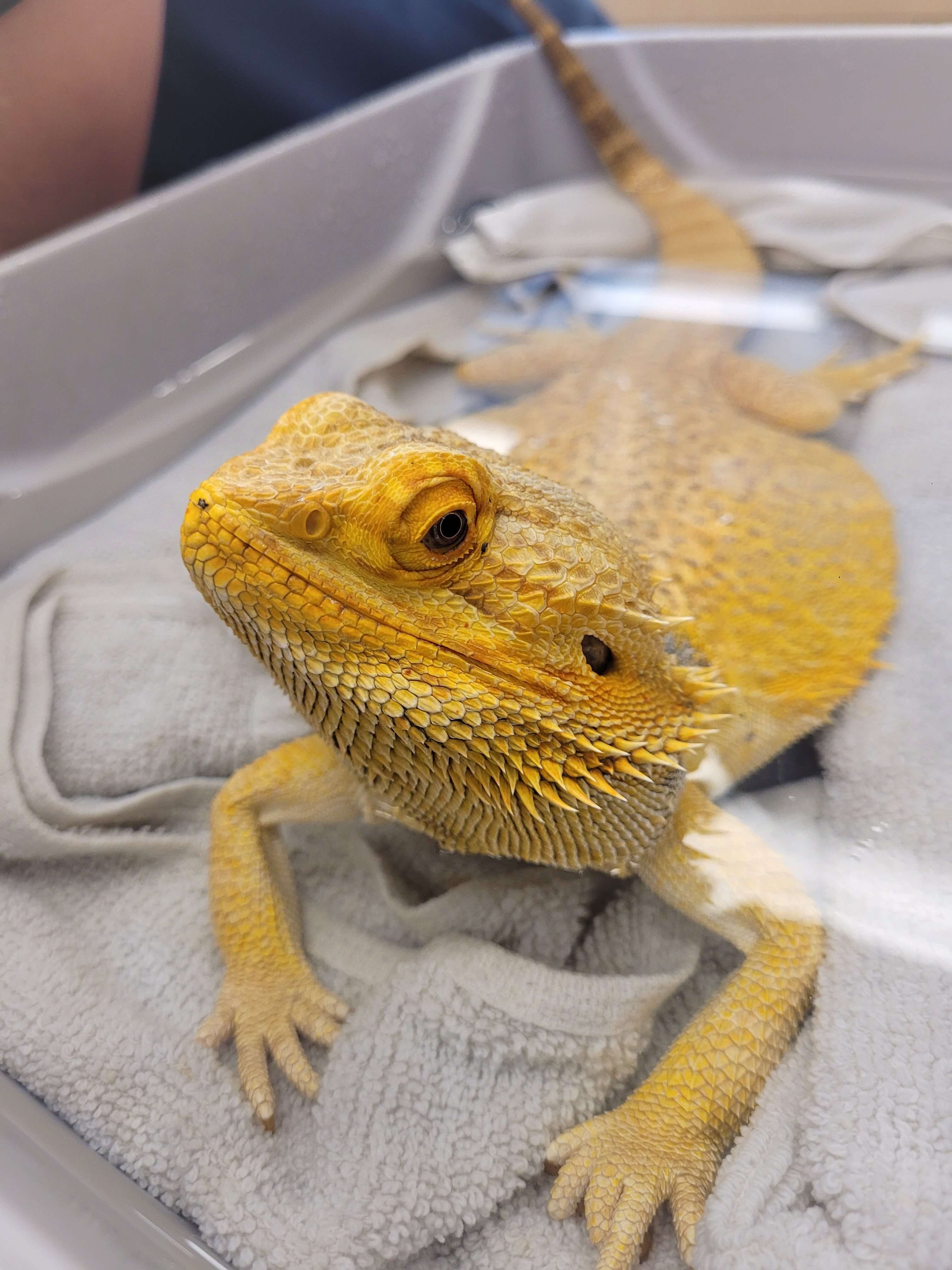 Bearded Dragon Care Guide Long Island Avian and Exotic Vet Clinic