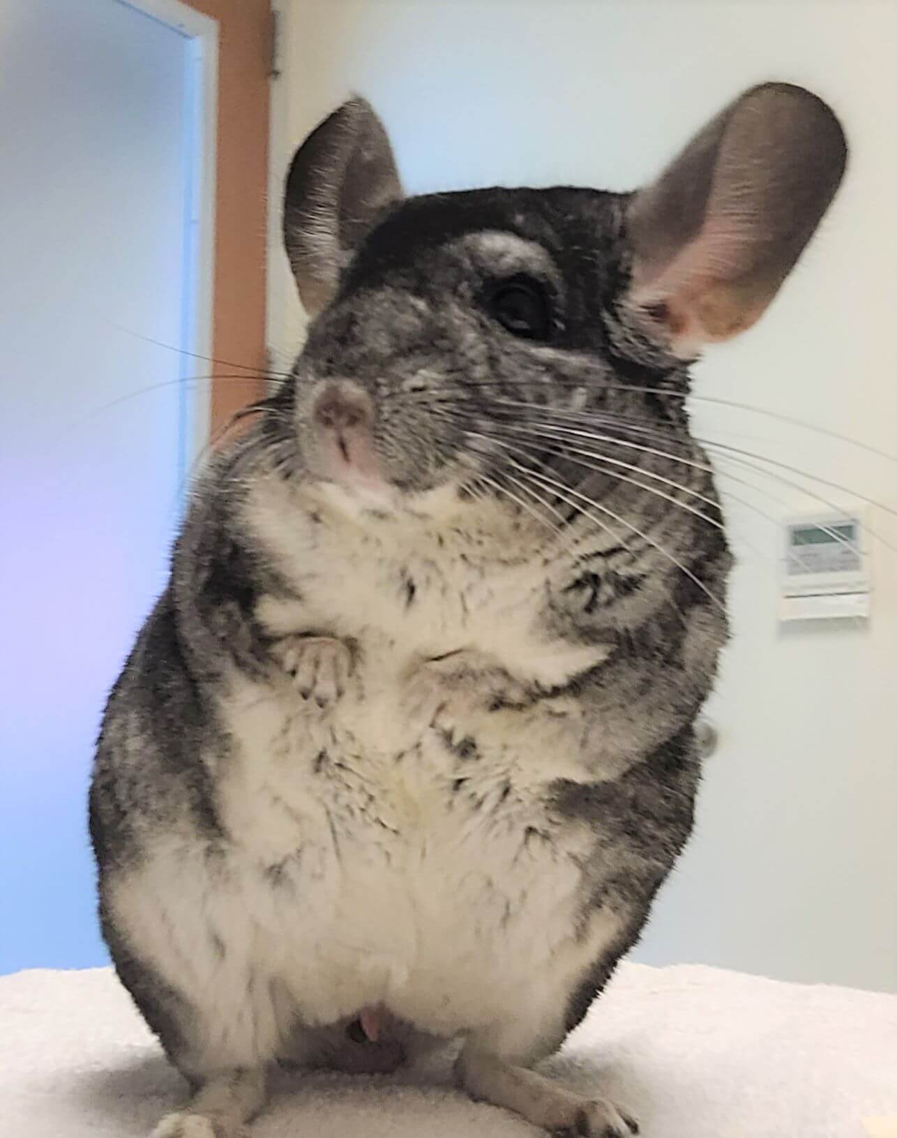 chinchilla