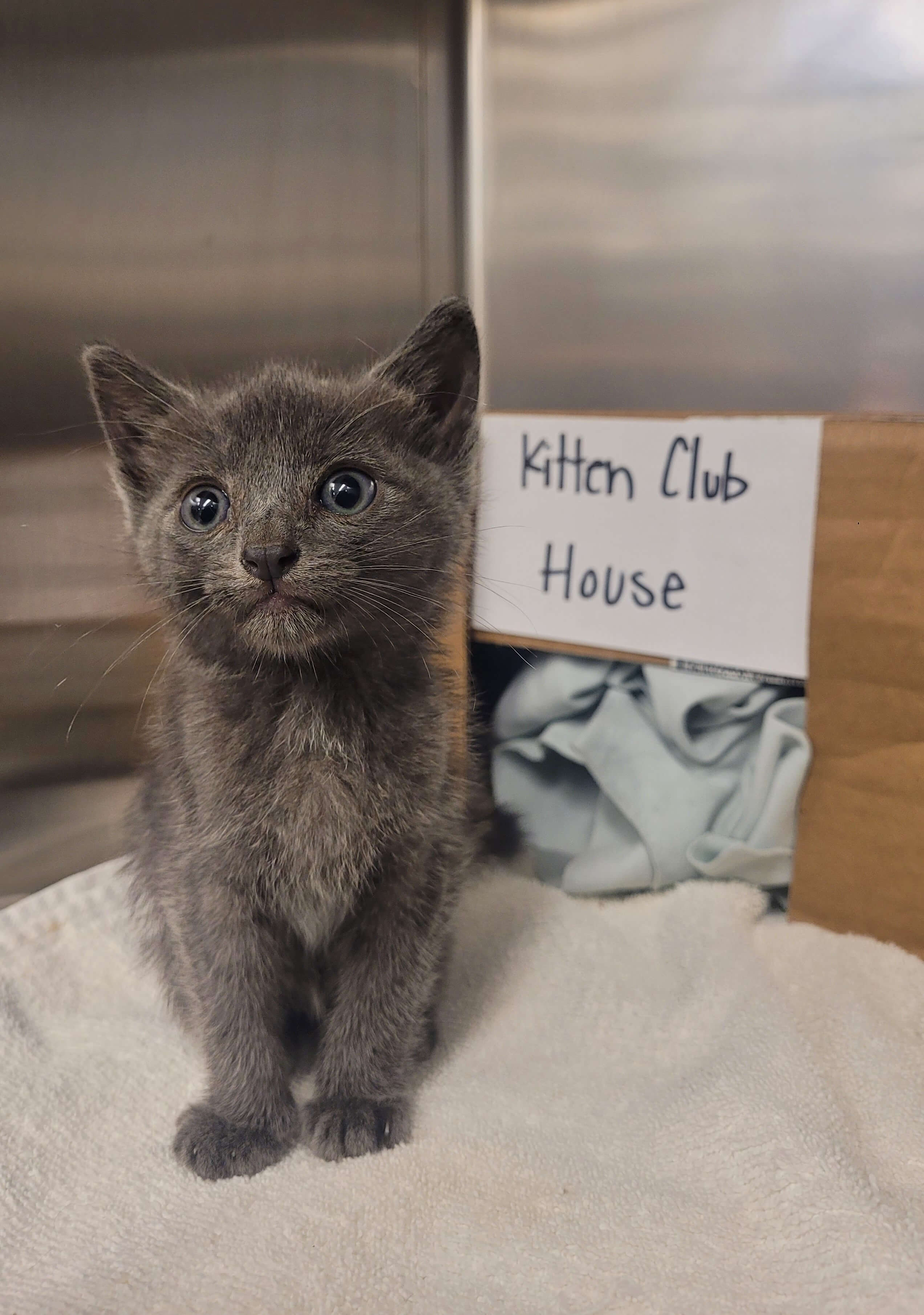 Kitten-club-house