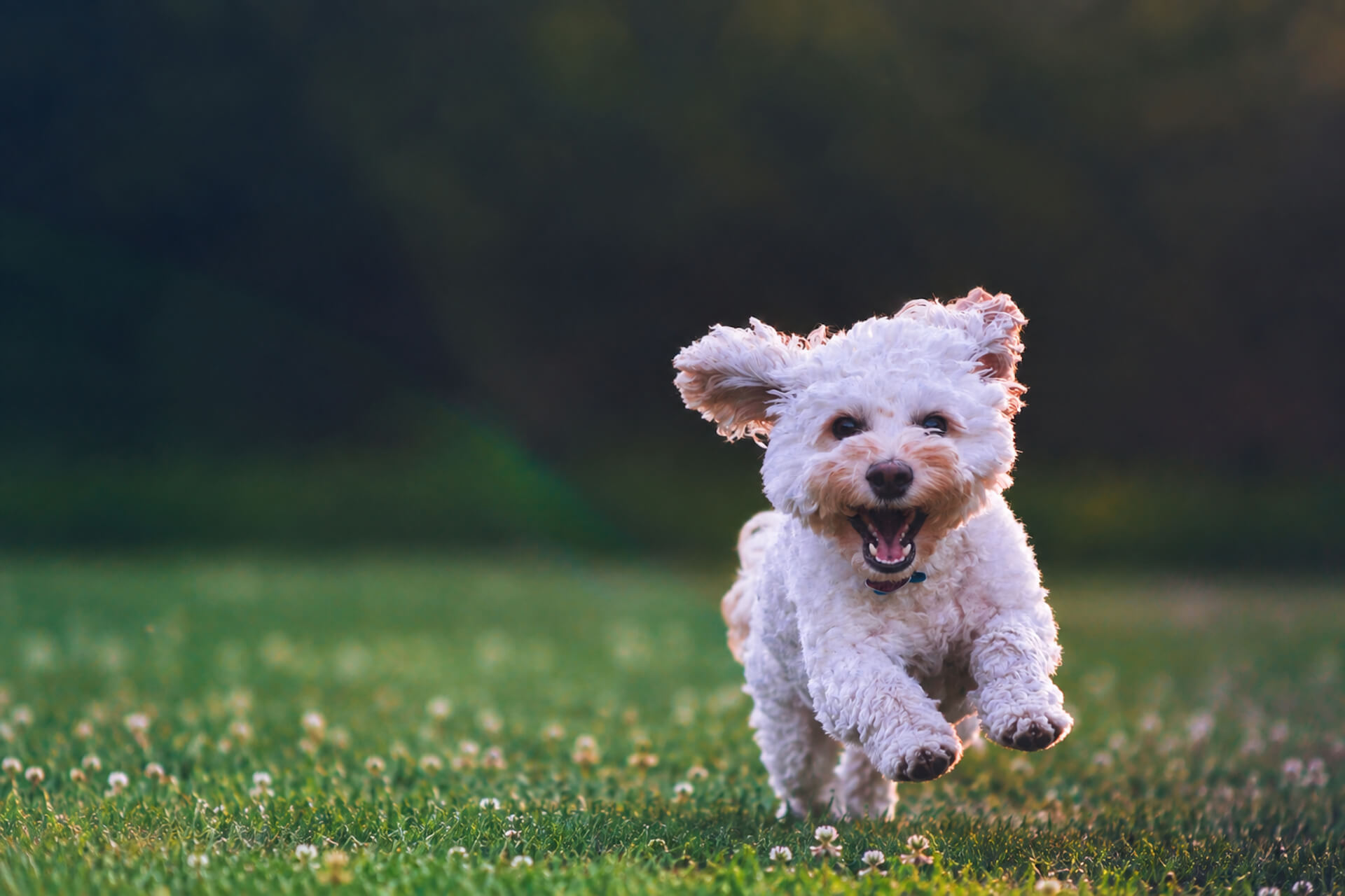 Cute poodle dog running in green fields 