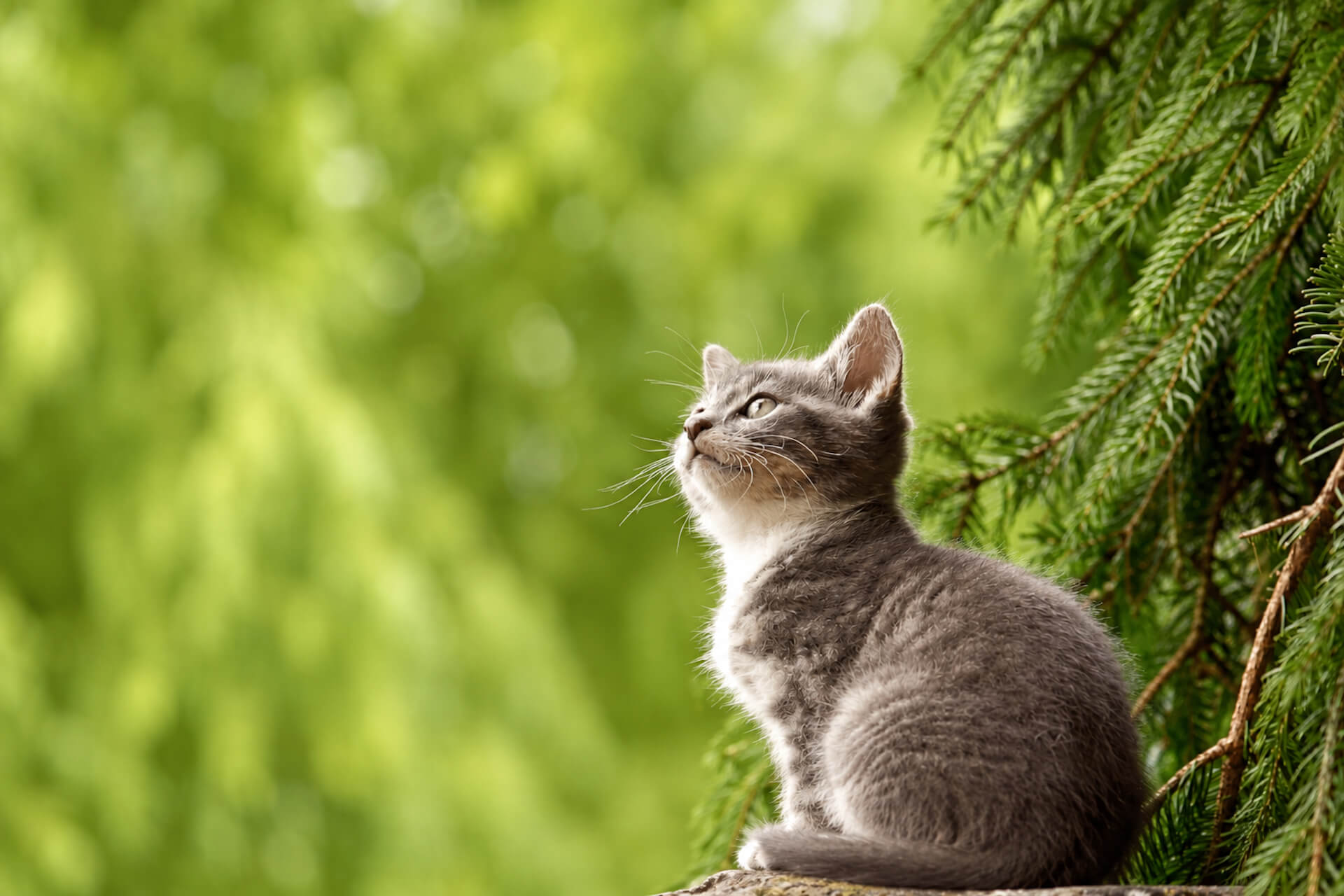 Cat sitting on a tree branch in the green forest area 