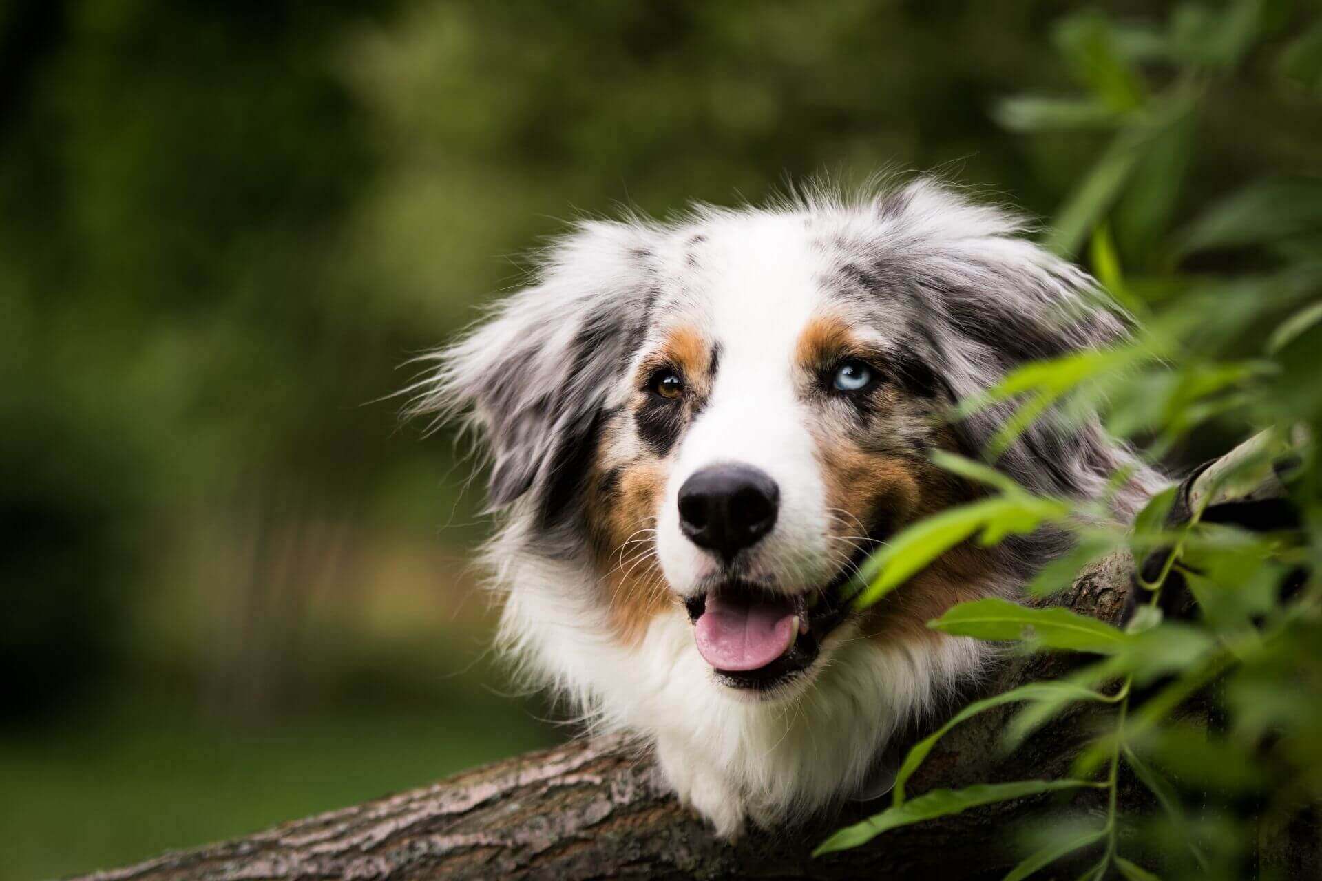 Beautiful Shepard Dog hiding in the forest poking his head out