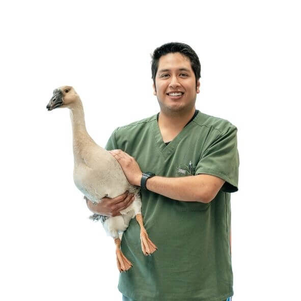 William Padilla, Veterinary Technician at Point Vicente Animal Hospital in Rancho Palos Verdes, CA