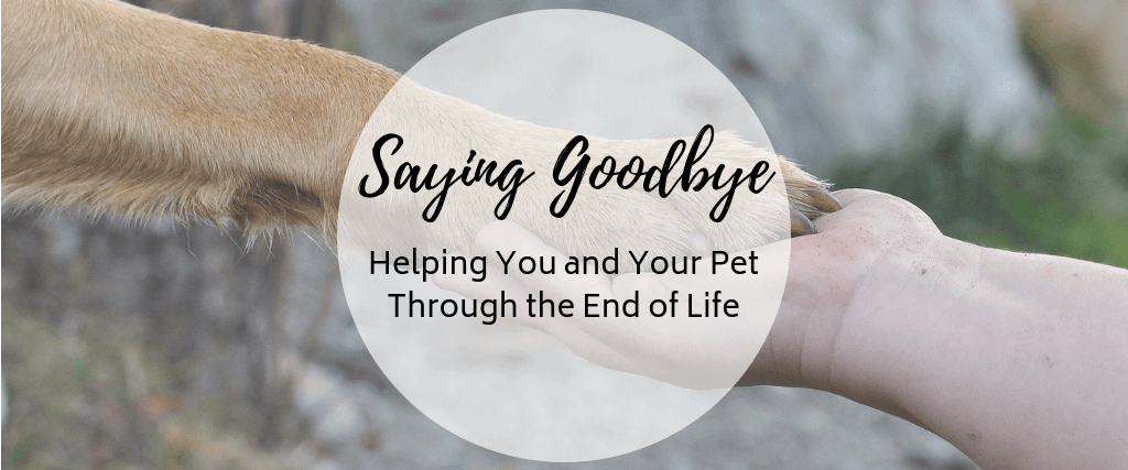 Should you say goodbye to your dog