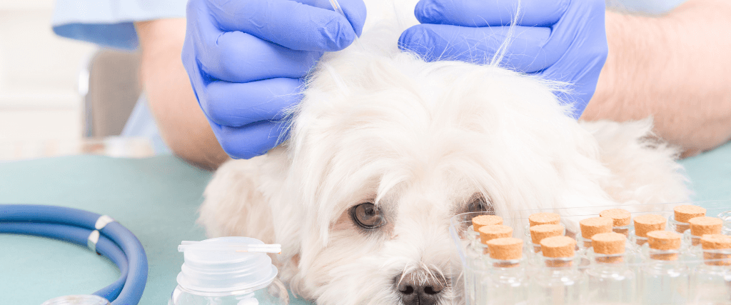 Dog Acupuncture Articles And Information