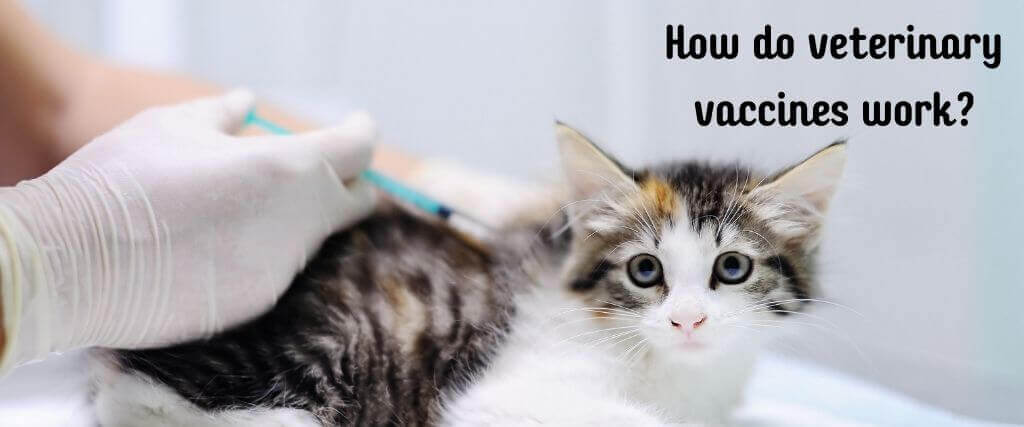 vets for pets kitten vaccinations