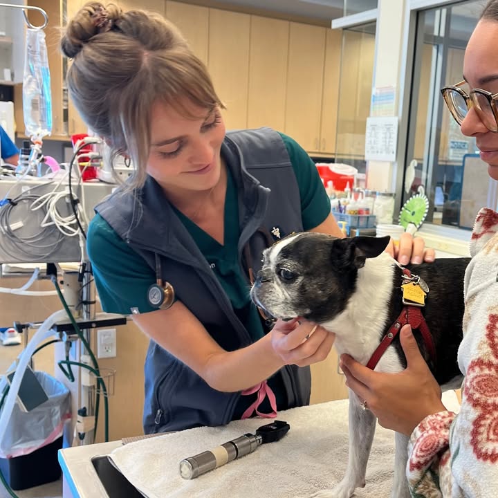 Dr. Johnson senior dog exam