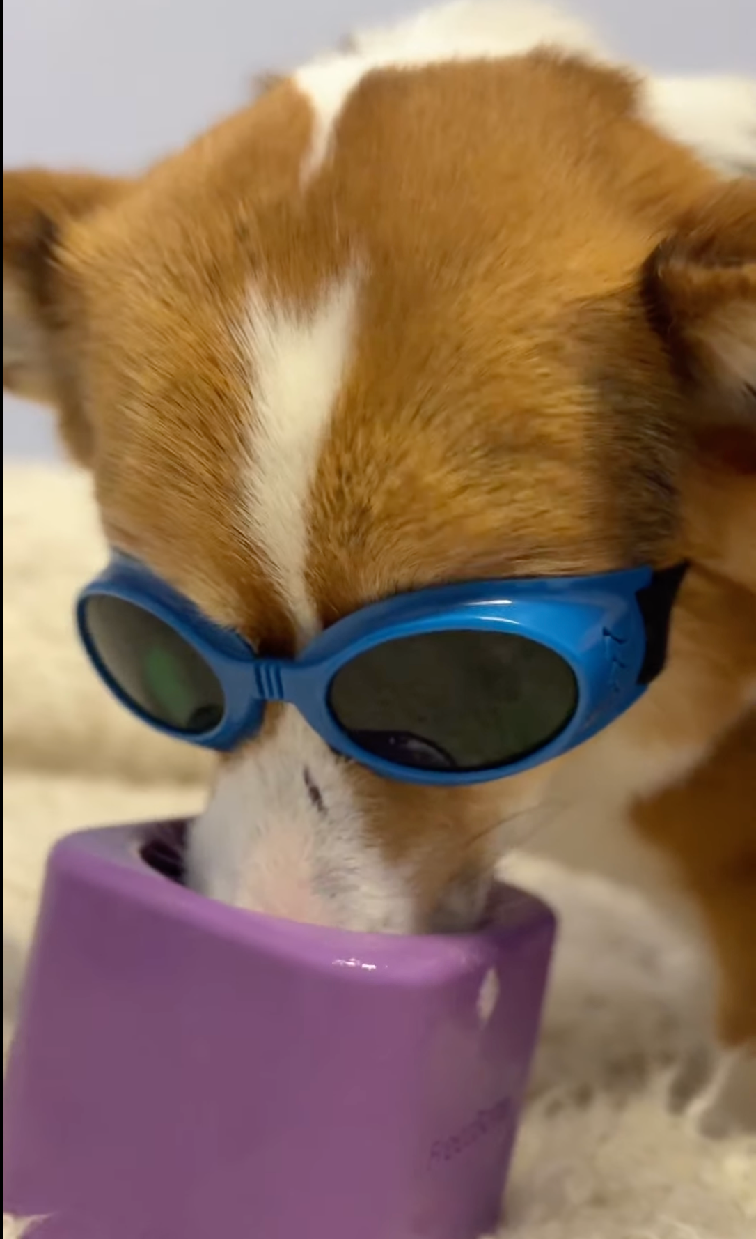 Corgi Goggles
