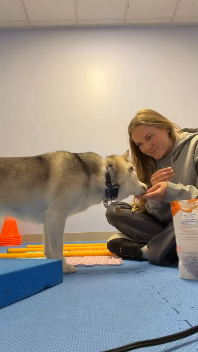 Rehabilitation at Point Vicente Animal Hospital