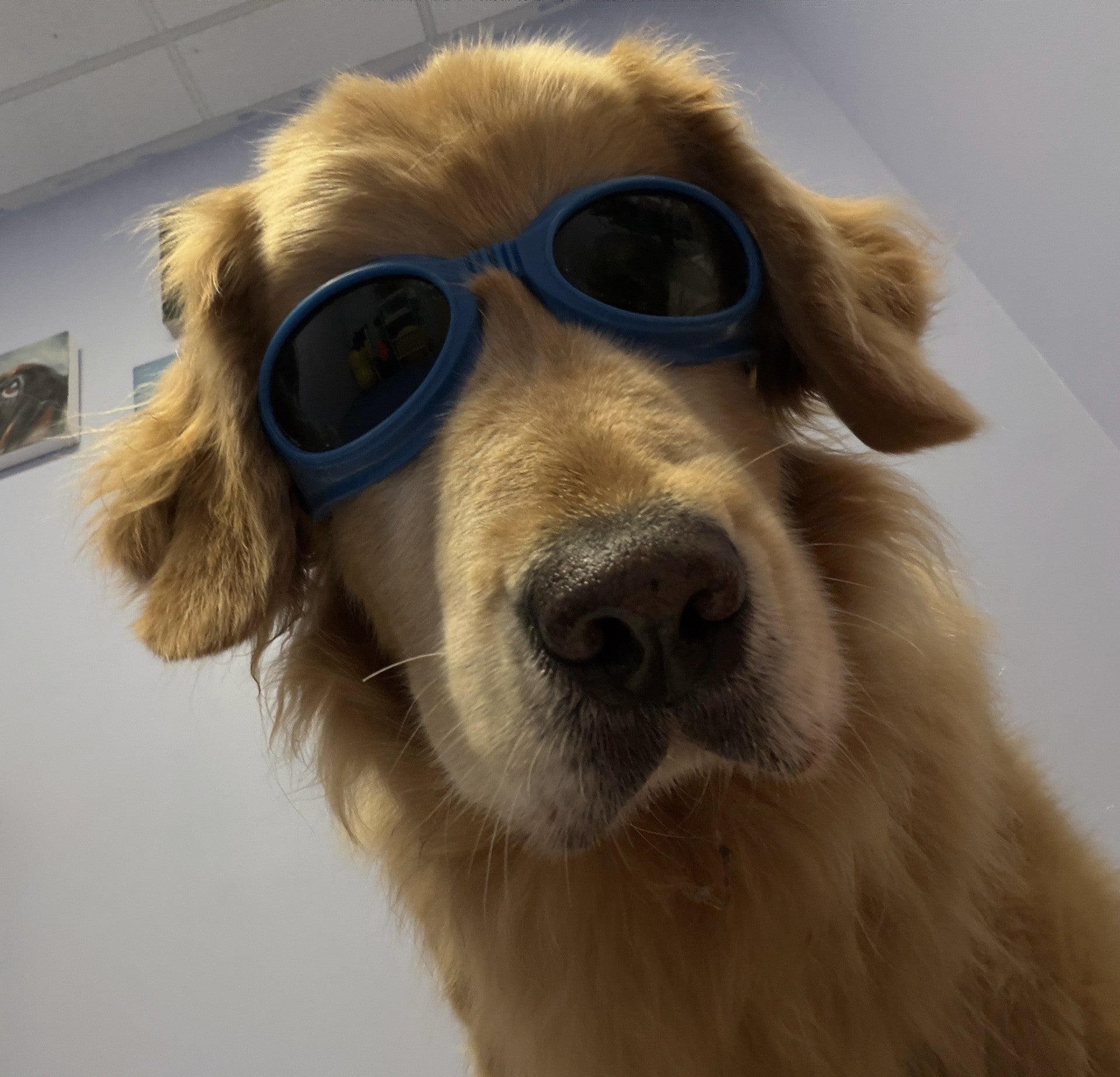 Laser Therapy at Point Vicente Animal Hospital