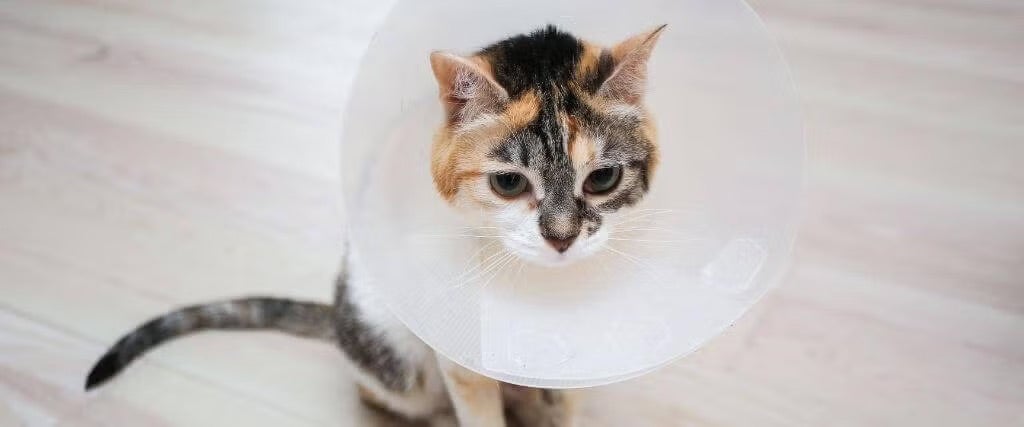Anesthesia in Cats at Point Vicente