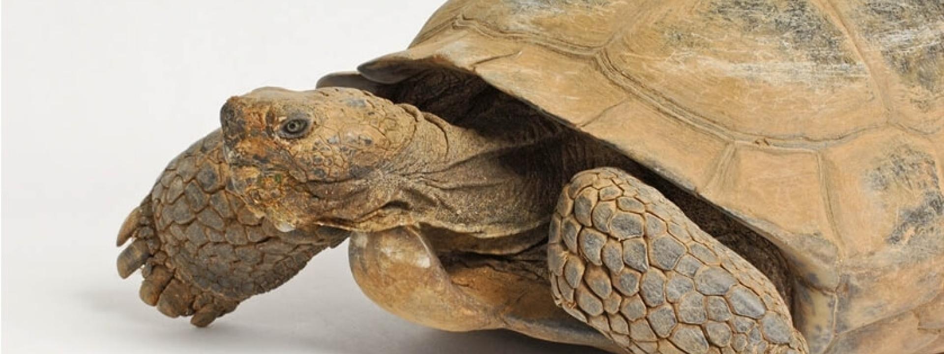 tortoise at Point Vicente Animal Hospital