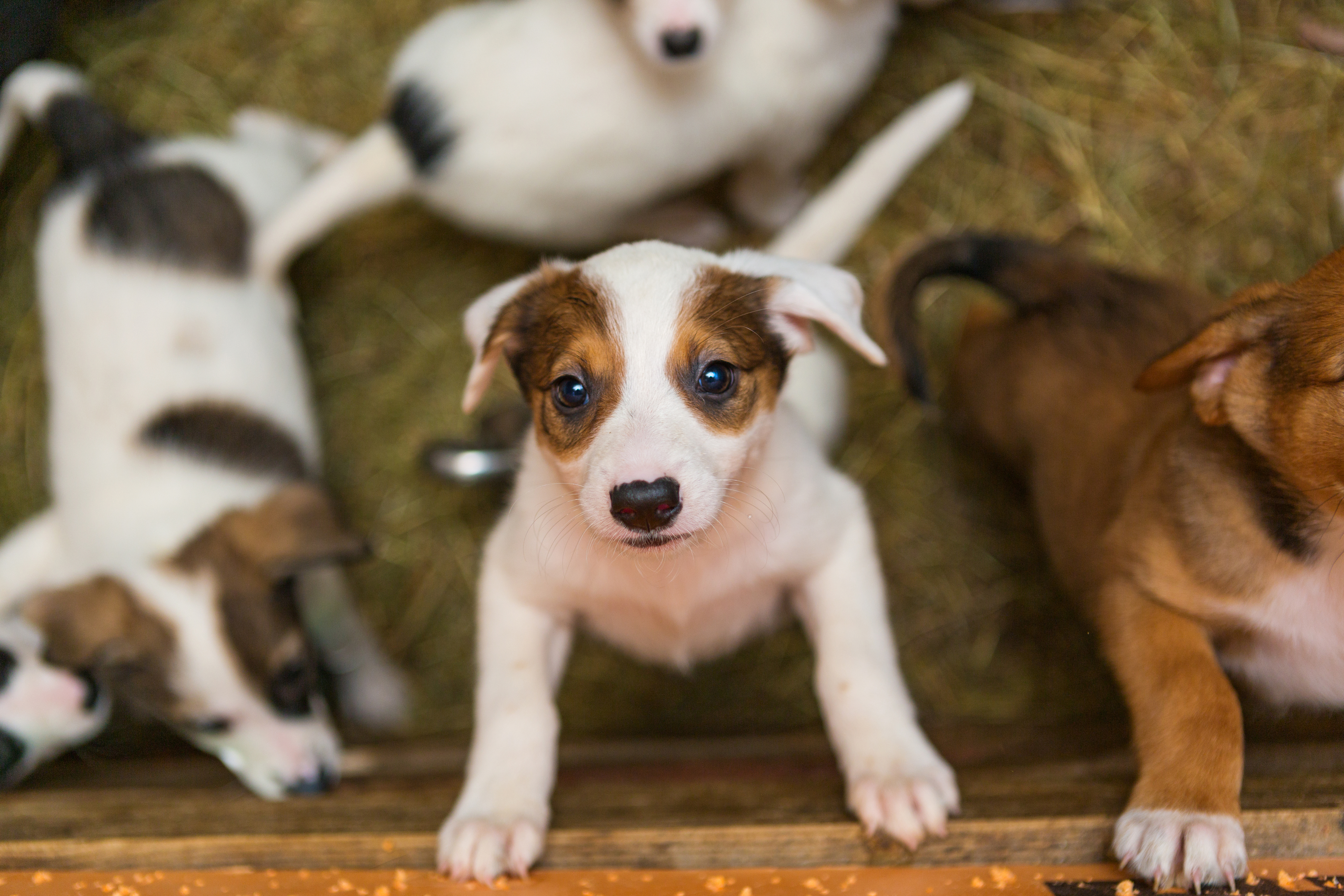 puppy-socialization-enrichment.jpg