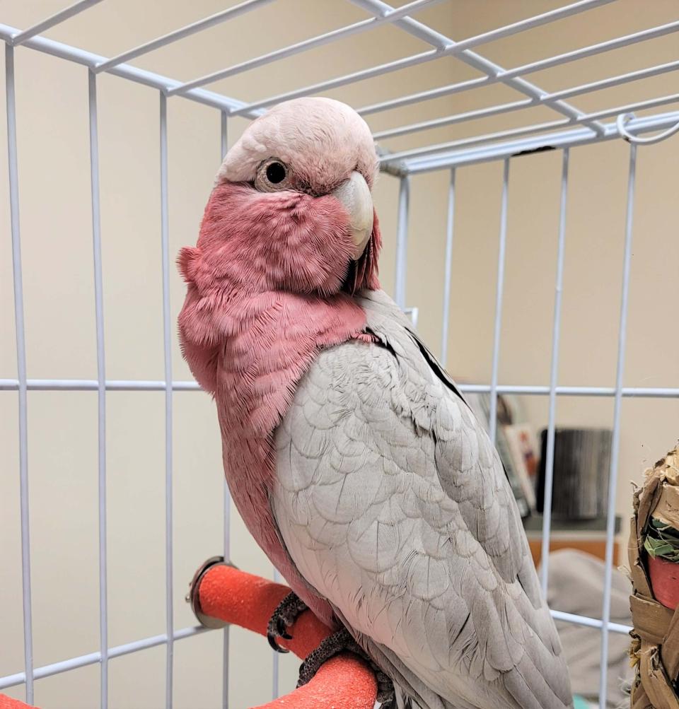 Bird-Vet-Near-Me
