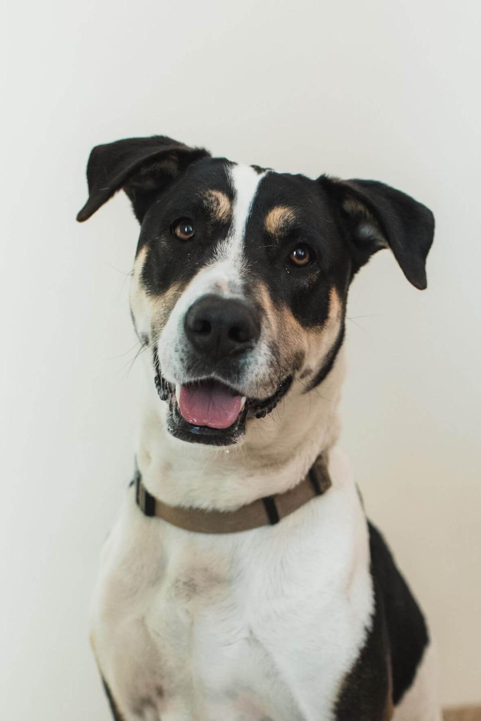 Cute-Happy-Dog