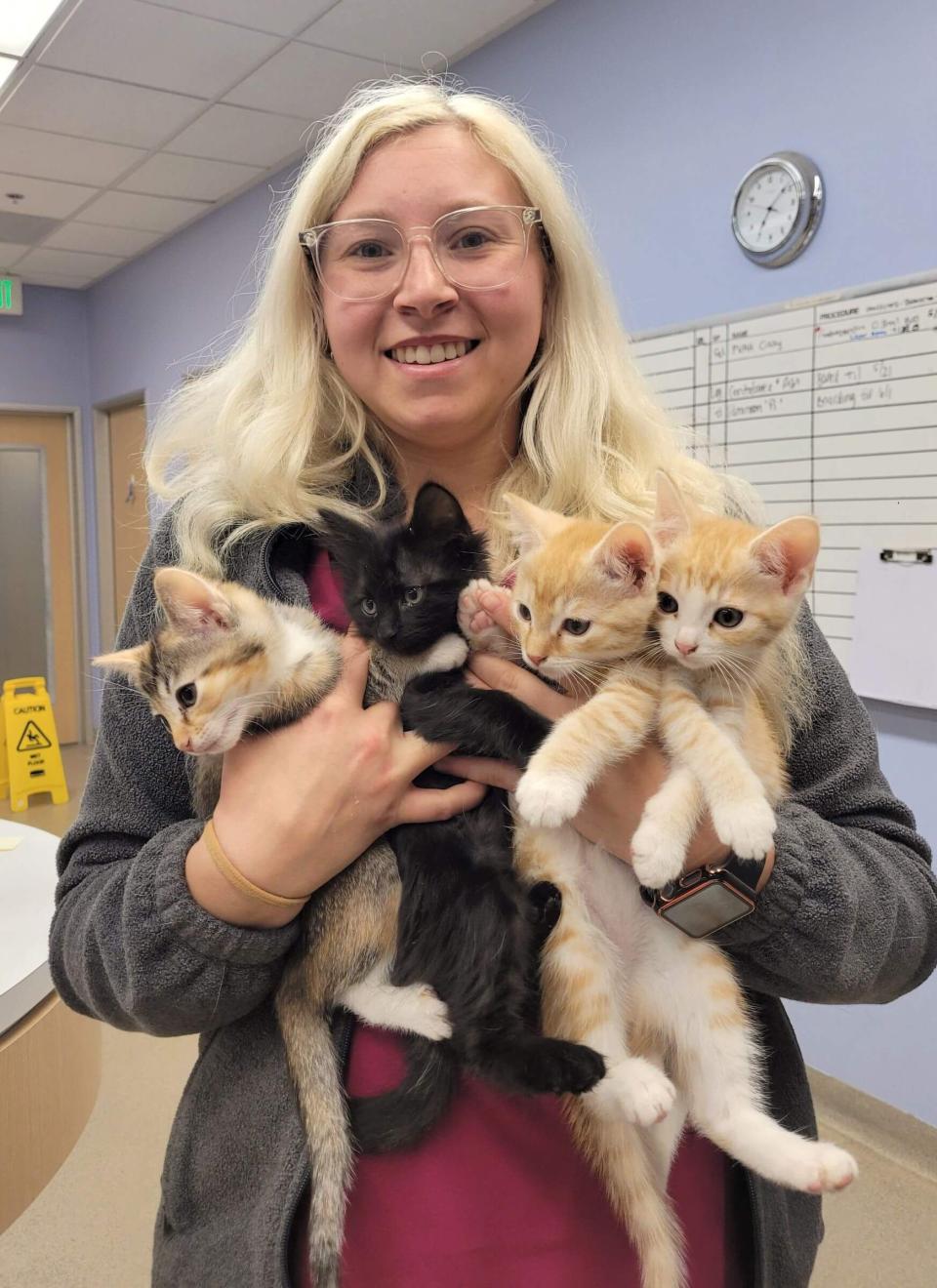 kitten-duties