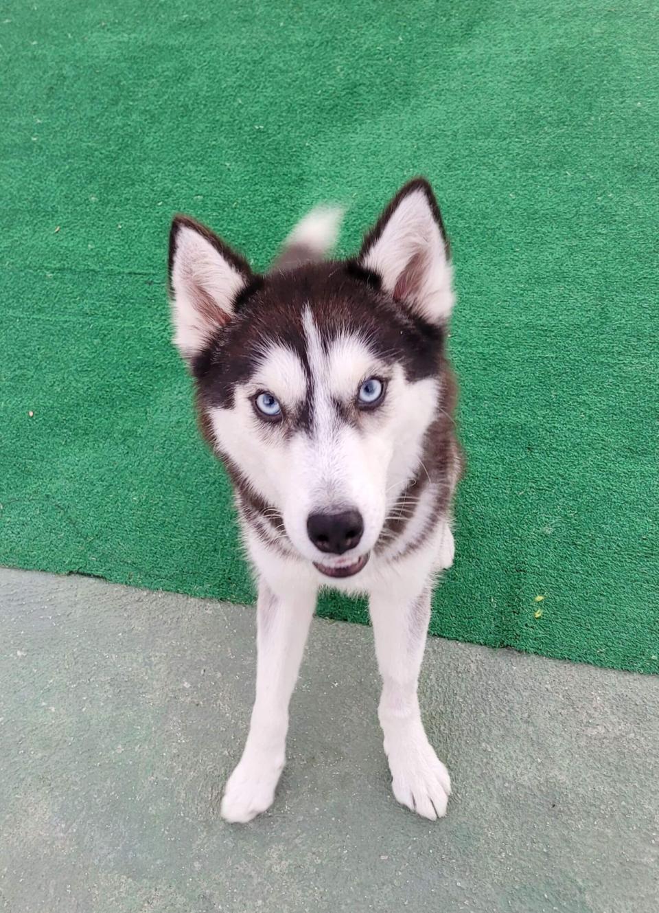 Crazy-Husky