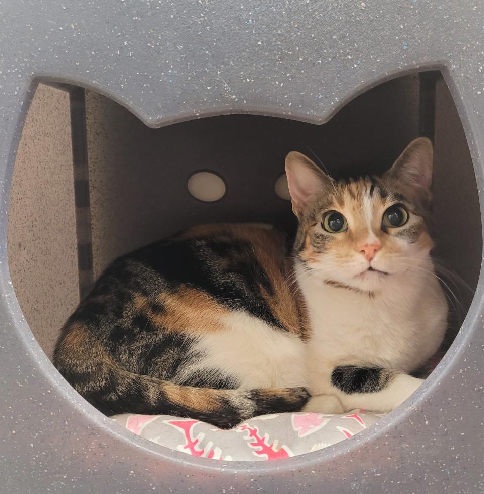Everything You Should Know About Microchipping Cats
