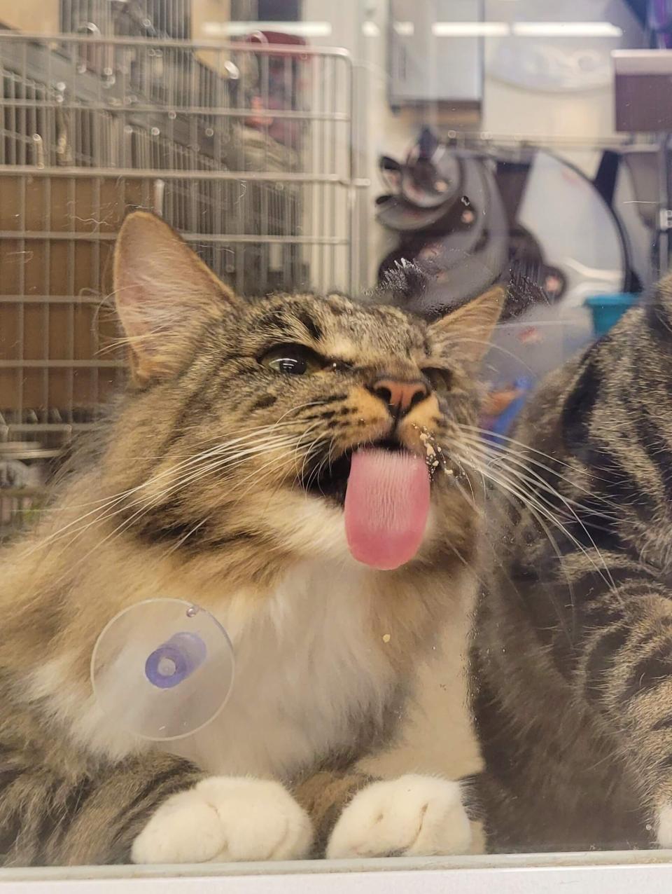 Tongue-out-cat