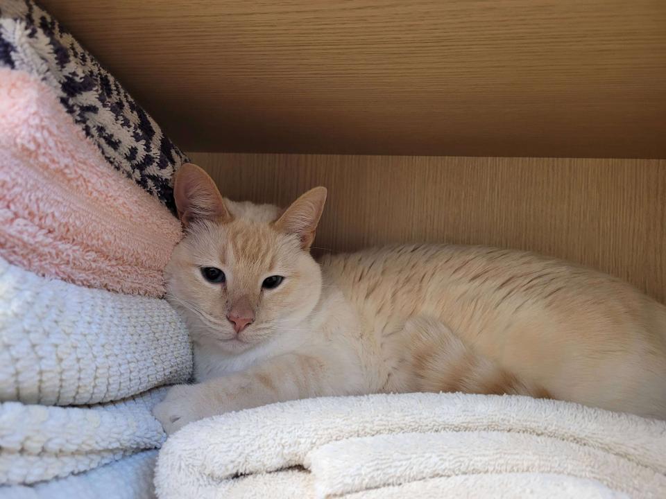 cat-snoozing