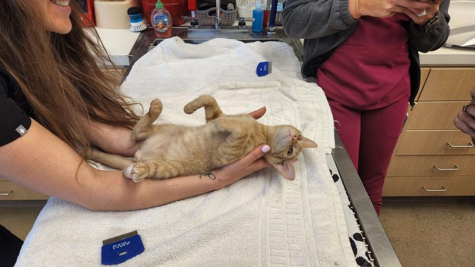 Cat-Cardiologist