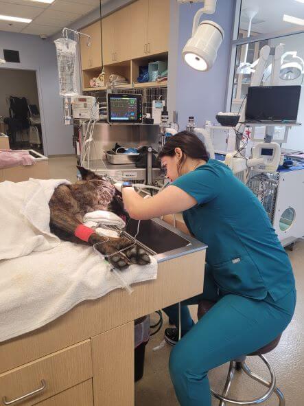 Dental-Care-For-Dogs