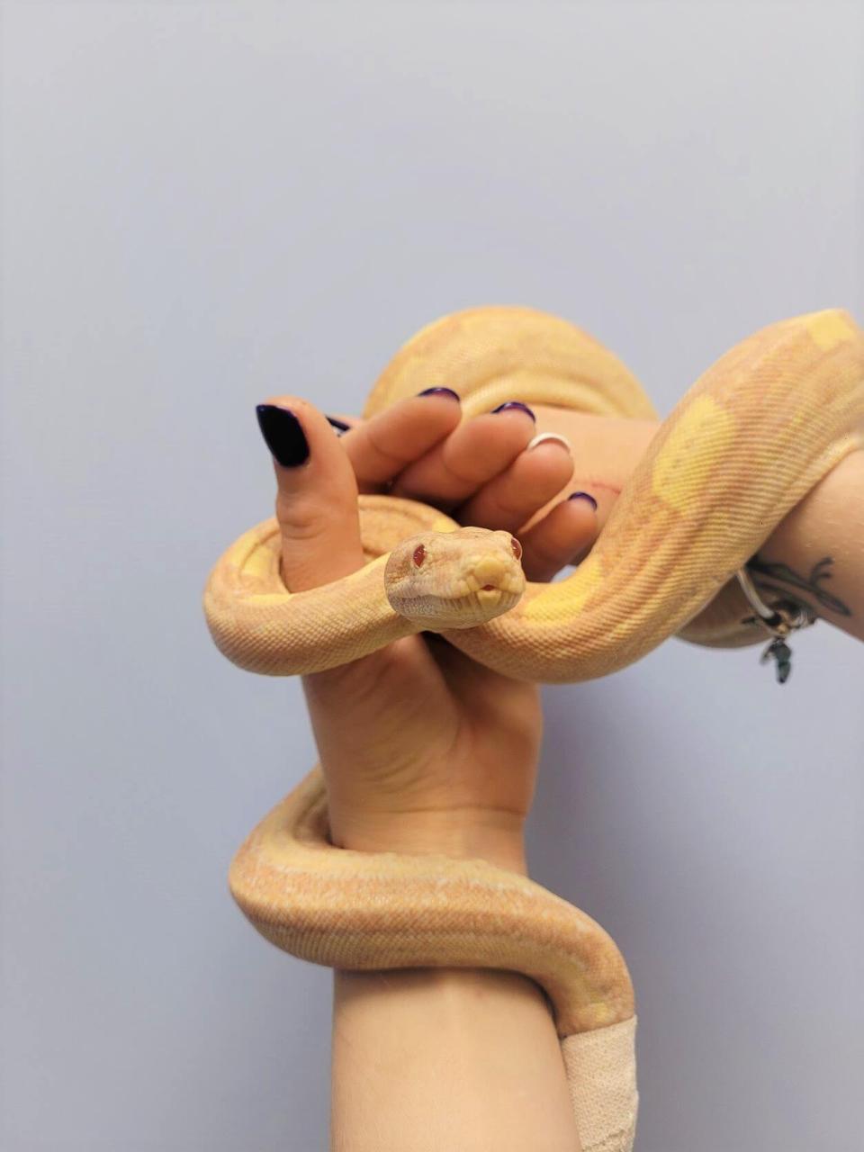 snake