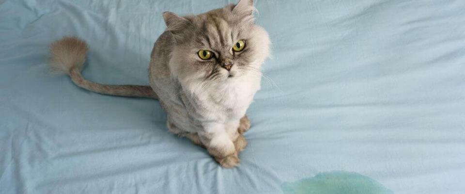 cat urinary issues