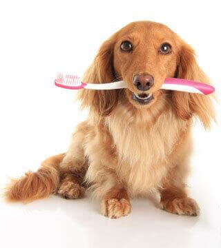 animal clinic