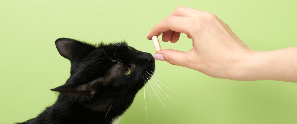 Woman hand with a pill in front of a black cat