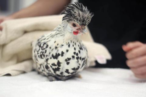 vets that take birds near me