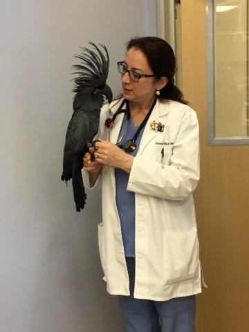 bird veterinary doctor near me