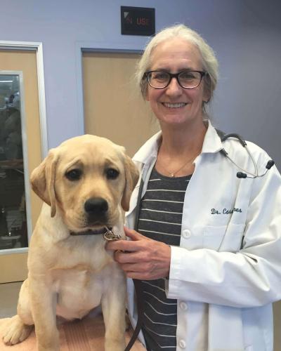 Point Vicente Animal Hospital - Rancho Palos Verdes Veterinarians Point Vicente Animal Hospital - Rancho Palos Verdes Veterinarians