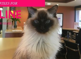 Four Fixes for Feline Behavior Issues