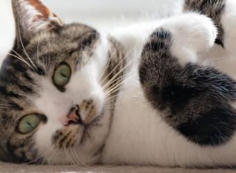 4 Feline Behaviors that Could Become Problematic