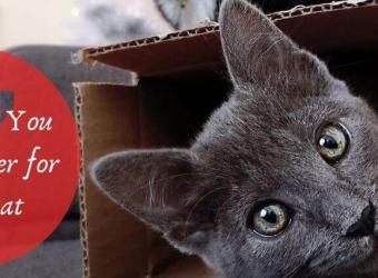 7 Questions Your Cat Might Ask on National Answer Your Cat’s Questions Day