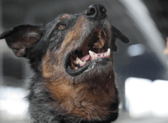 The Truth About Anesthesia-Free Dental Cleanings