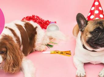 Hosting a Dog Party: Top 5 Tips for Success