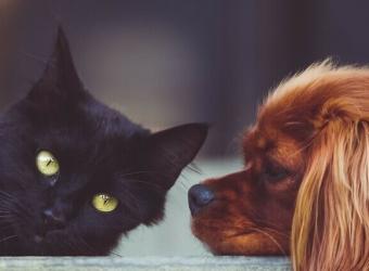 Are Your Pets Protected from Heartworms?