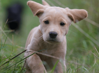 New Recommendation: Physical Examinations for Puppies at 6 Months of Age