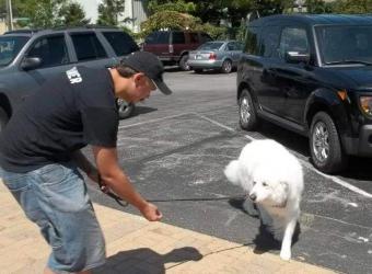 Dog Training in the New Year