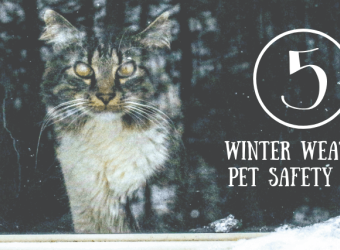 Warm and Fuzzy: 5 Winter Weather Pet Safety Tips