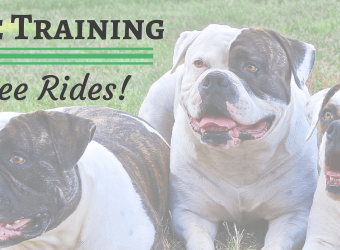 Canine Training: No Free Rides!