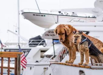 Have a Pet-Friendly Fourth of July