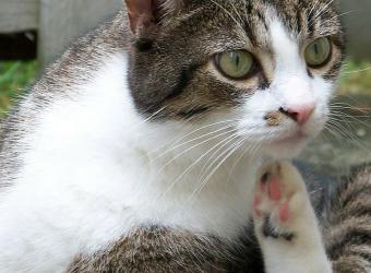 Parasite Prevalence: What's Your Pet's Risk?