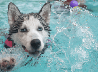 Pool and Beach Safety Tips for Pets: Part II